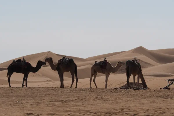 Oasis Perdidos: Confort y Exploración en el Corazón del Sáhara Oasis Perdidos: Confort y Exploración en el Corazón del Sáhara