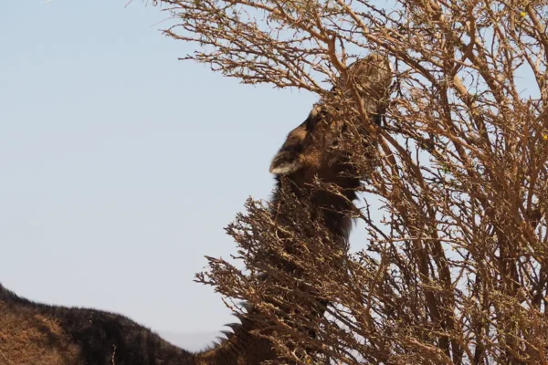 Flora y fauna: una odisea natural por los paisajes de Marruecos Flora y fauna: una odisea natural por los paisajes de Marruecos