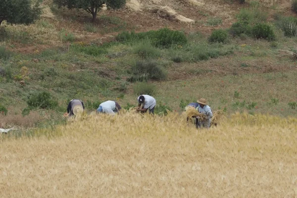 Marruecos bajo la huella de los ancestros: exploración de dinosaurios, fósiles y grabados rupestres Marruecos bajo la huella de los ancestros: exploración de dinosaurios, fósiles y grabados rupestres