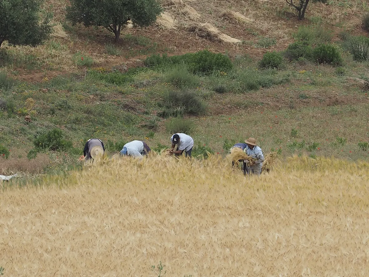 Marruecos bajo la huella de los ancestros: exploración de dinosaurios, fósiles y grabados rupestres