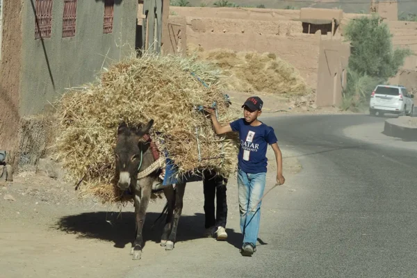 Hasta donde llegue el Draa: explorando el límite entre el desierto y la vida amazigh Hasta donde llegue el Draa: explorando el límite entre el desierto y la vida amazigh