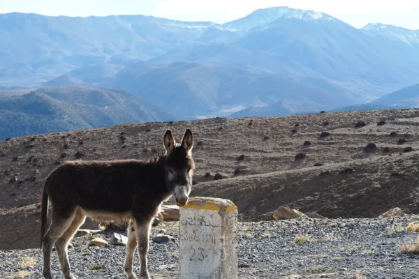 Por el corazón del Medio Atlas: gargantas, cataratas y pistas secretas para los más audaces Por el corazón del Medio Atlas: gargantas, cataratas y pistas secretas para los más audaces